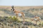 Pronghorn buck courting a pair of young does in North Park, Colorado Art Print